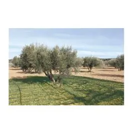 Malla para recolectar aceitunas verde 5x10 m natuur