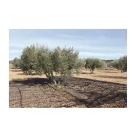Malla para recolectar aceitunas negra 6x12 m natuur